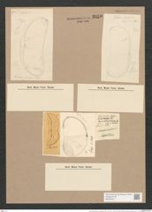 Amphora grevilleana var. campechiana Grun. (de-Toni-Nr.: Genus 36, Species 1593) Zeichnungen Sammlung Grunow Nr. 3050 (NHMW-BOT-W0370447)